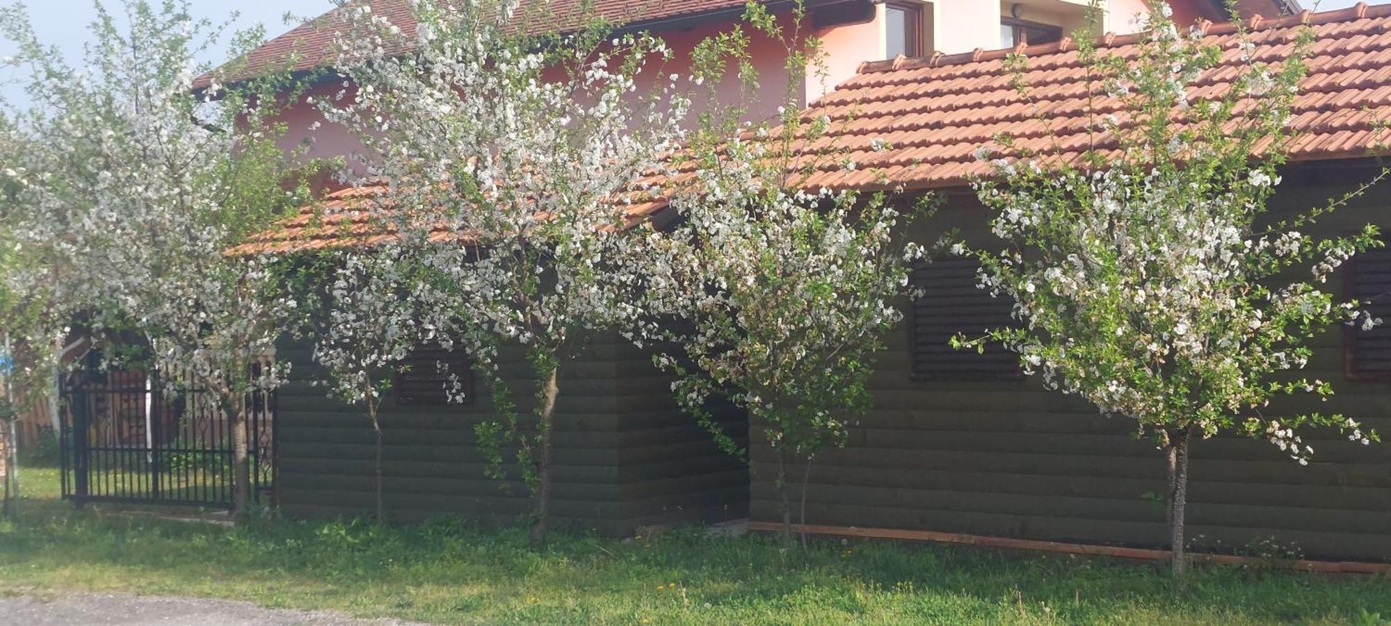 Apartament Kod Ane Belavici Zewnętrze zdjęcie